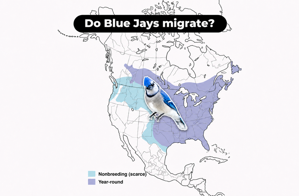 Do Blue Jays Migrate? A Guide to Their Seasonal Movements