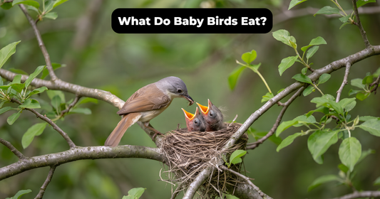 What Do Baby Birds Eat? A Complete Guide by Age and Bird Type