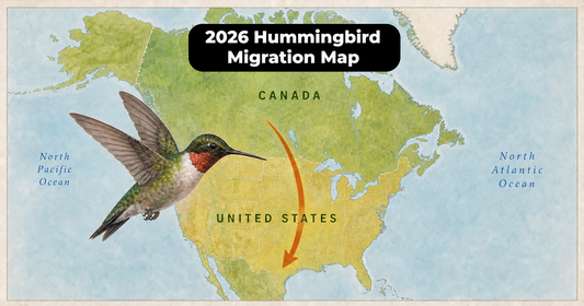 2026 Hummingbird Migration Map: Where to Follow Fall Arrivals