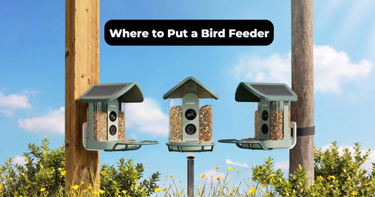 Where to Put a Bird Feeder for Safety, Visibility, and Easier Care