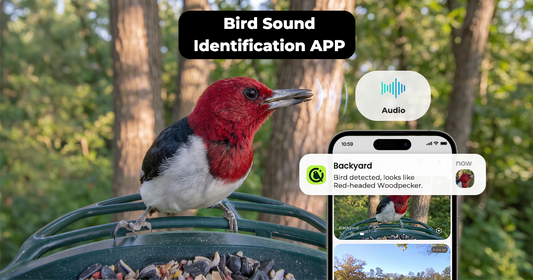 How to Identify Birds by Sound: A Practical Field Guide