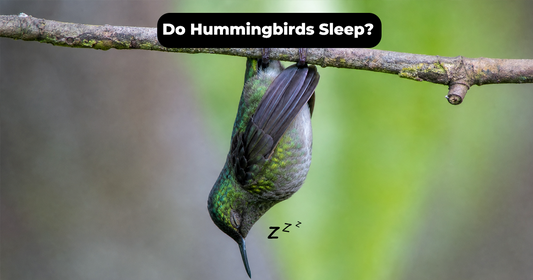 Do Hummingbirds Sleep? Where They Rest and How Torpor Works