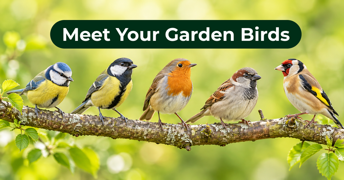 Garden Birds in the UK: Meet the Visitors Near You