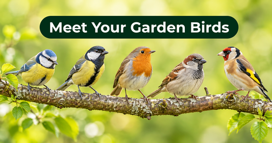 Garden Birds in the UK: Meet the Visitors Near You