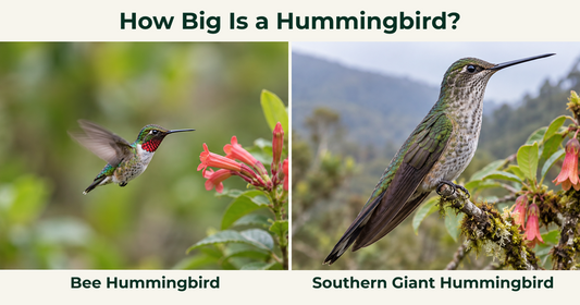 How Big Is a Hummingbird? Size and Weight by Species