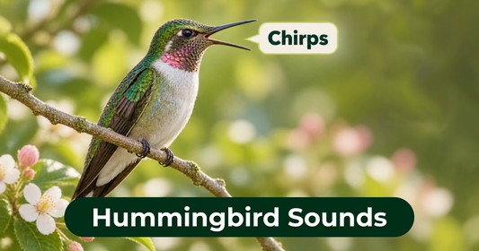 Hummingbird Sounds: Is That a Call, Song, or Wing Noise?