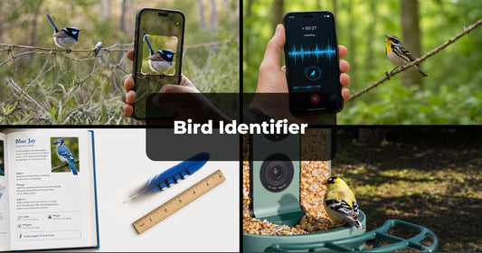 The Best Ways to Identify a Bird: Apps, Photos, and Built-In AI