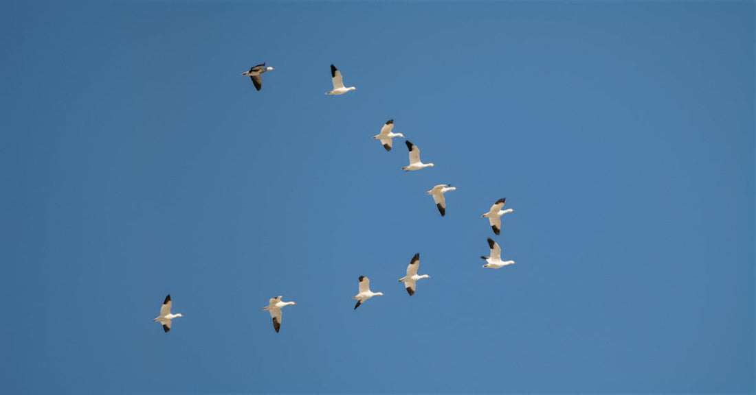 Missed the Sale? Don’t Miss the Migration: Why April is the Most Critical Month for Your Kiwibit