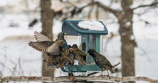 10 Things Your Smart Feeder is Actually Telling You (If You Know Where to Look)