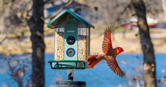 Is a Smart Bird Feeder Worth It? (2026 Honest Guide)
