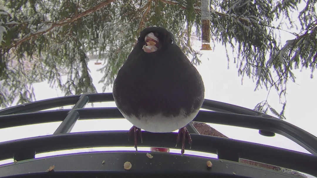 Springbgle Borb What Is a Borb? Why Birds Look Round and How to See One at Home β Kiwibit