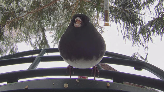 Hello, Borb! What That Round Little Bird Is Really Saying