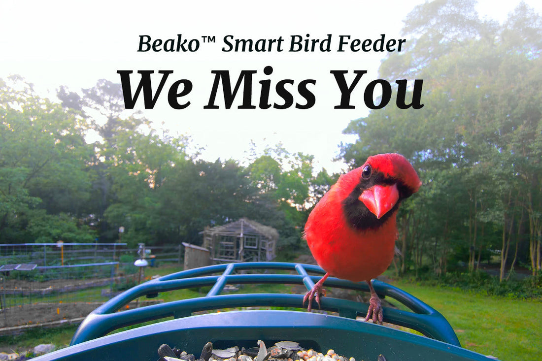 Northern Cardinal Symbolism: What the Red Visitor Means