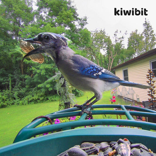 Feathers Are the Ultimate Multi-Tool: Warmth, Water, Flight, Display, and Disguise