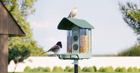 Is Your Smart Bird Feeder Really Capturing Clear Video?