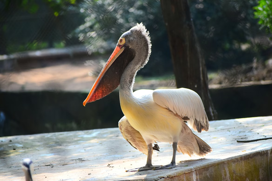 Why Medieval Christians Saw Christ in a Pelican: From Legend to Living Bird