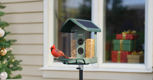 Your Window-Side Meditation Partner: a Smart Bird Feeder