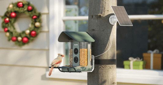 The Ultimate Beginner’s Guide to Your First Smart Bird Feeder