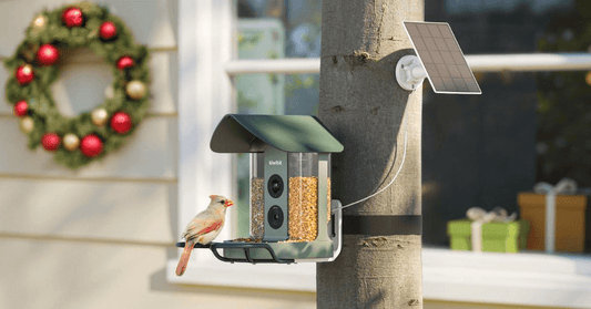 The Ultimate Beginner’s Guide to Your First Smart Bird Feeder