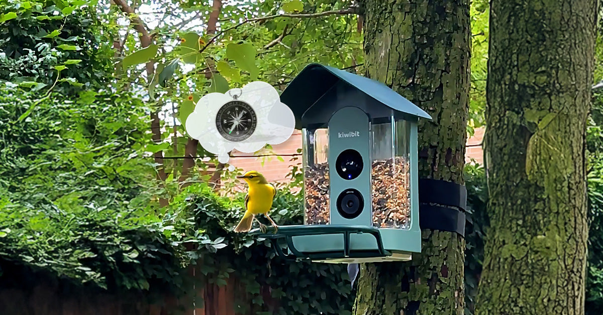 Compass Learning Bird How Birds Find Home: The Natural Compass | Kiwibit Beako – Kiwibit
