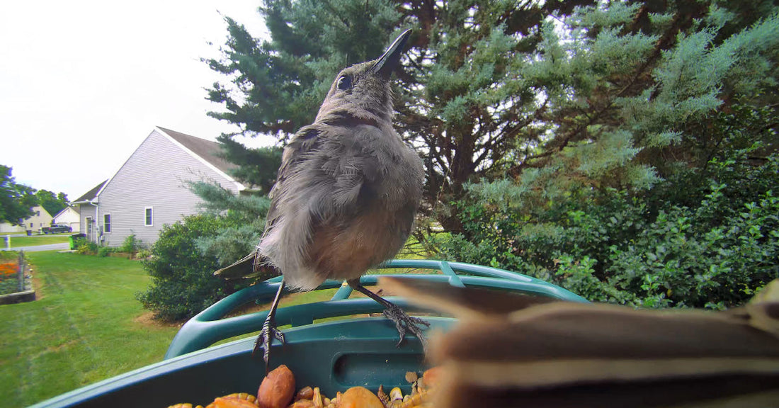 Top 10 Fun Facts About Birds (That’ll Make You Look Twice)