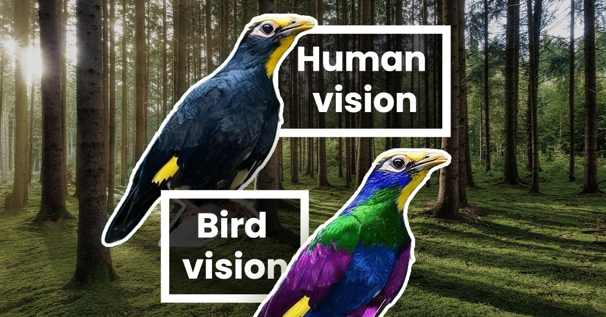 A Bigger Color World: Birds and the UV Spectrum – Kiwibit