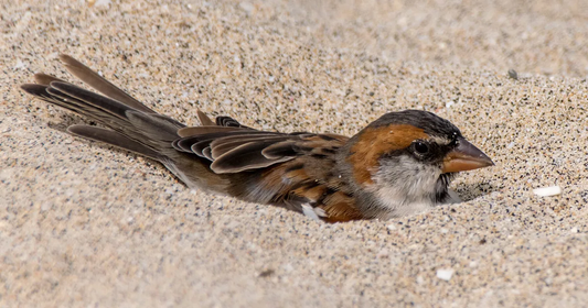 Birds “Dust-Bathe” and “Sunbathe”: A Feather-Care Routine