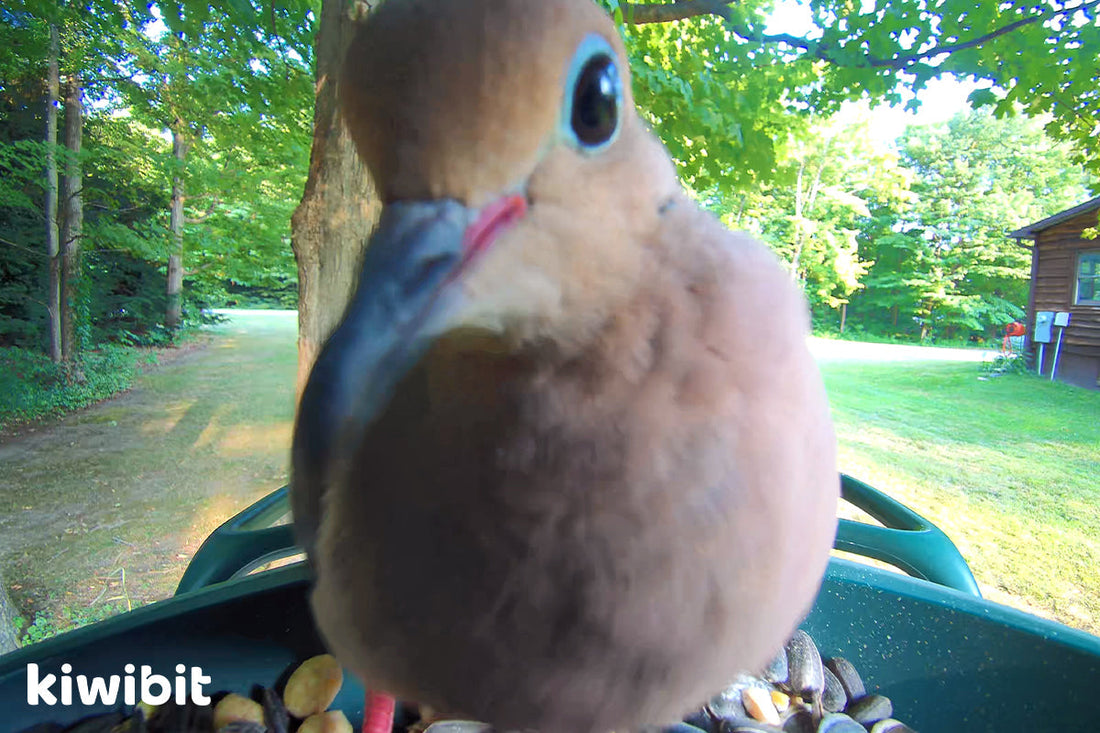 Mourning Dove Symbolism: Quiet Strength, Comfort, and Everyday Peace