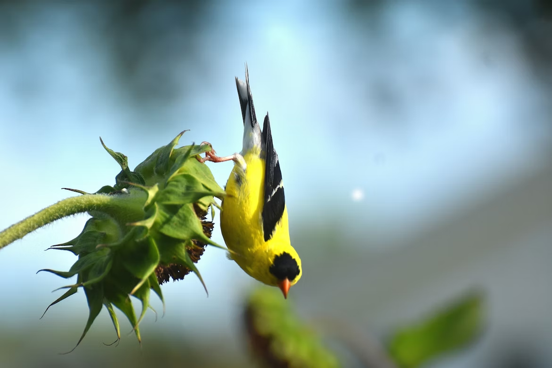 Small Bird, Bright Signal: The Deeper Meaning of Goldfinches