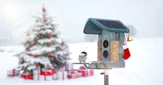 The Ultimate Winter Backyard Birdwatching Guide: Tips for Feeding, Care, and Cold-Weather Safety