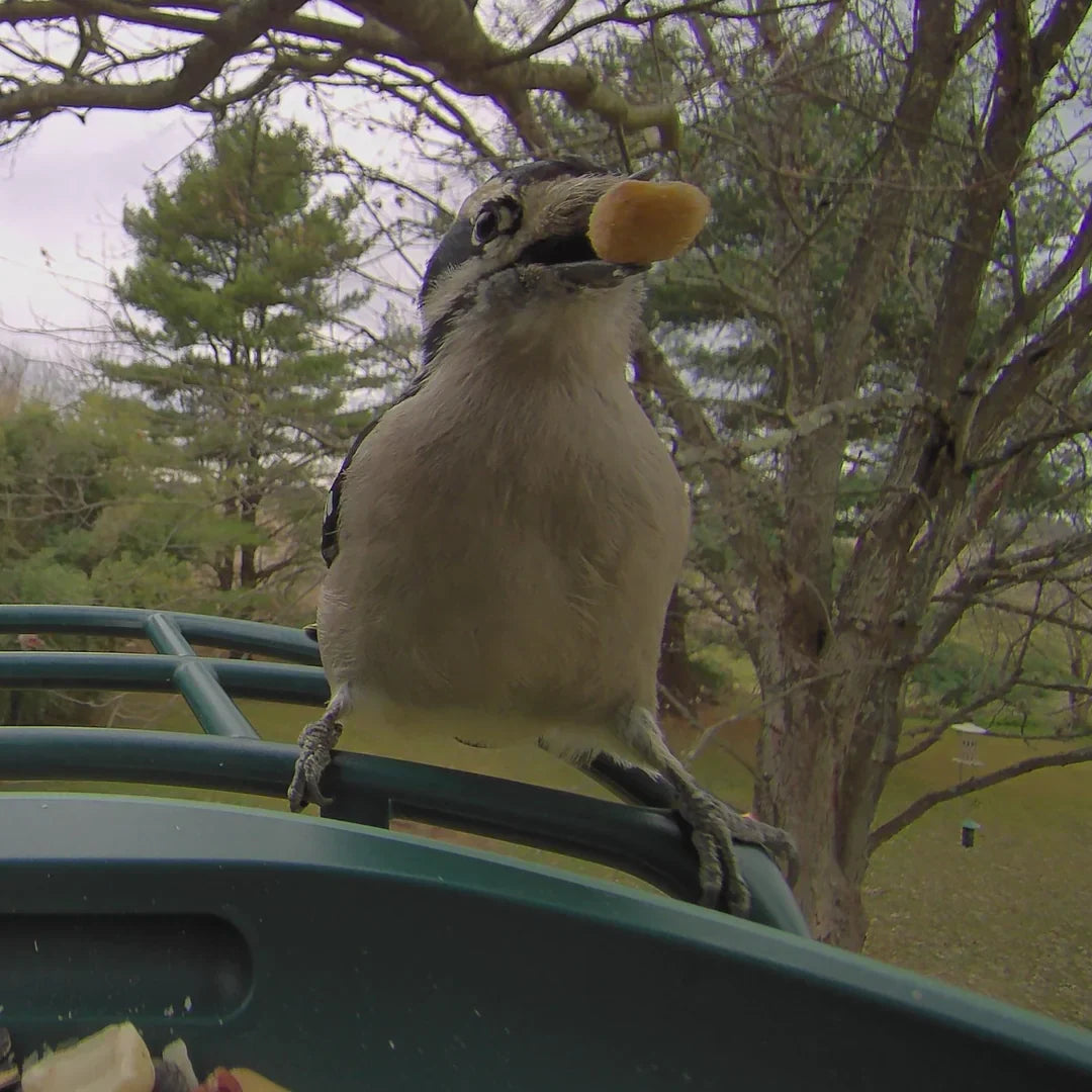 Why Birds “Look at You Sideways”: The Sharpest View Is Off-Axis