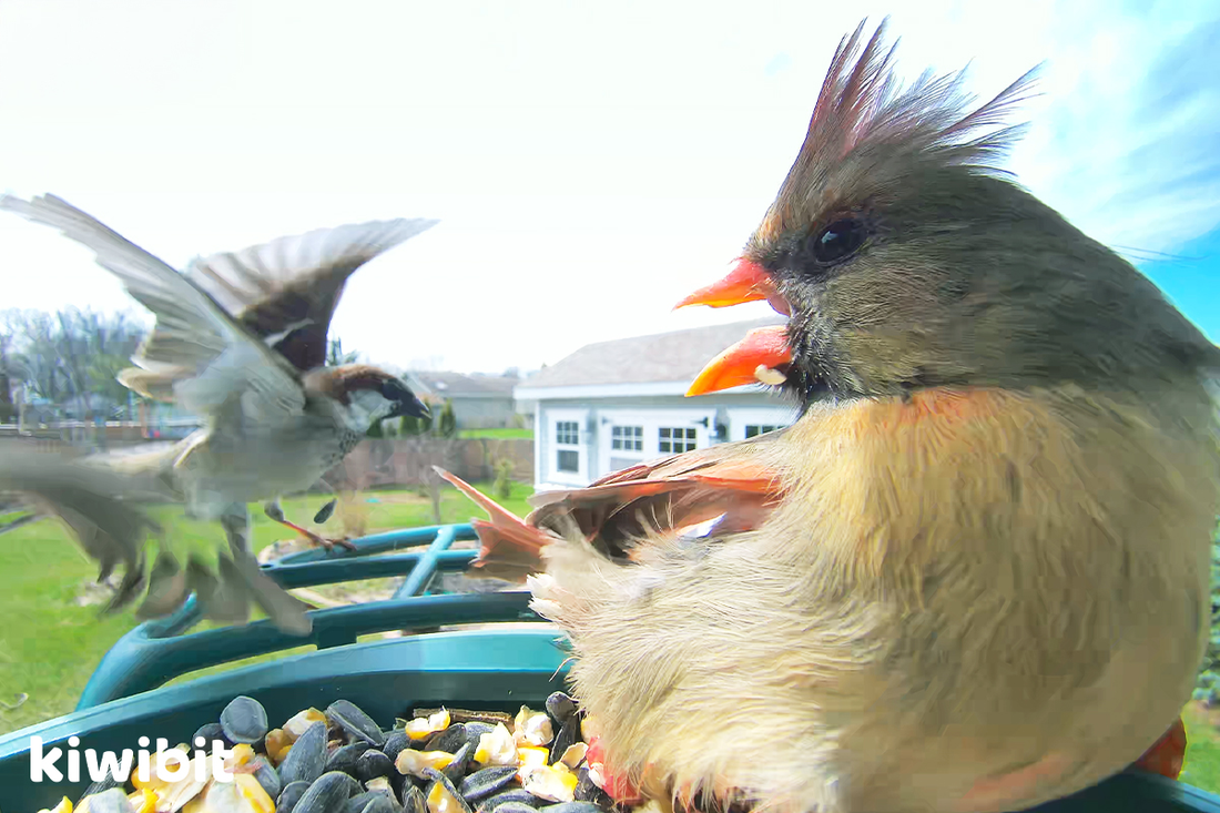“Mobbing” 101: Why Small Birds Gang Up on Owls and Hawks