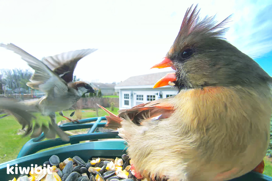 “Mobbing” 101: Why Small Birds Gang Up on Owls and Hawks