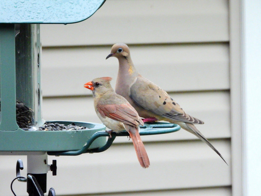 Never Miss a Moment: Capturing the Beat of a Bird's Wings