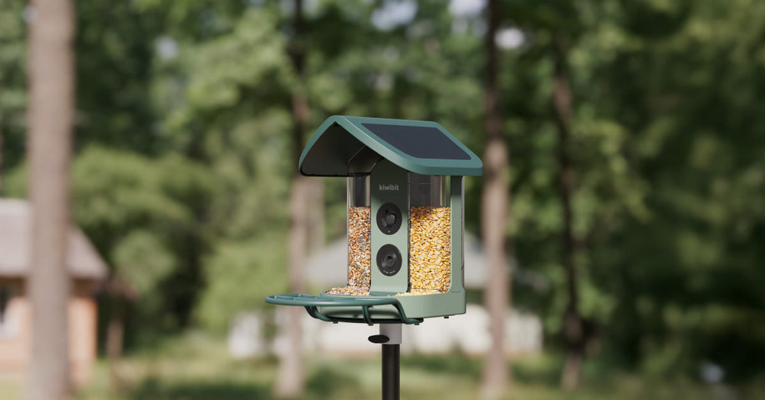 Where’s the Best Place for Your Bird Feeder? Yard, Balcony or Window