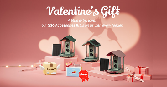 Valentine’s Day Gift Guide: How to Choose a Smart Bird Feeder