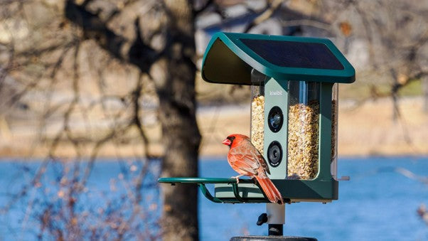 Kiwibit platform-style smart bird feeder with a cardinal perched near the seed tray in a sunny backyard