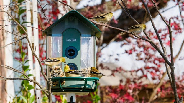 Kiwibit smart bird feeder with several yellow finches feeding in a backyard tree