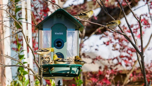 Kiwibit smart bird feeder with several yellow finches feeding in a backyard tree