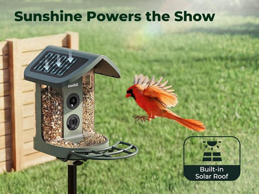 Solar Bird Feeder Buying Guide: What to Know Before You Buy