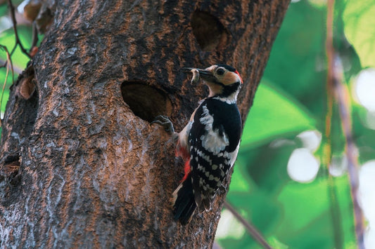 Built to Headbutt: Why Woodpeckers Don’t Get Brain Damage？