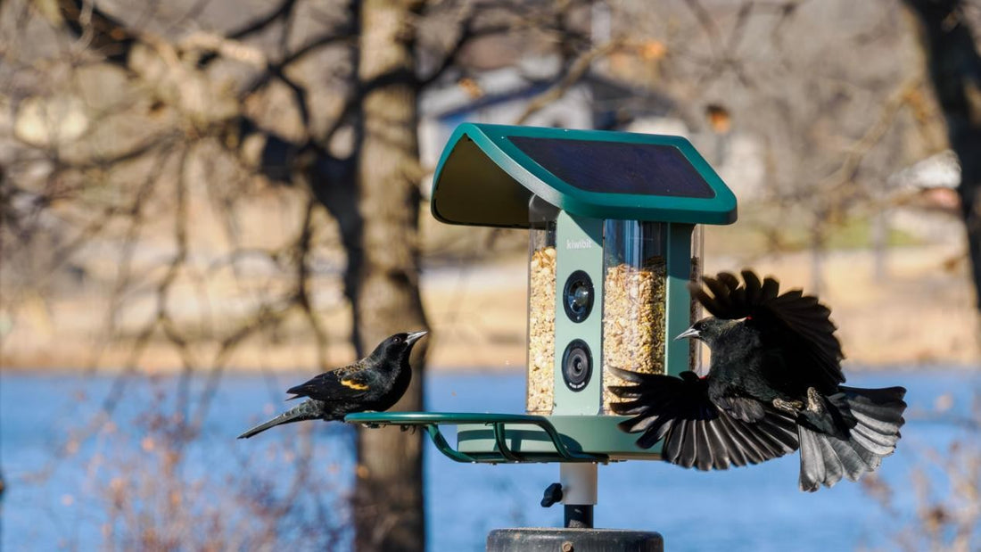 Two red-winged blackbirds at Kiwibit 4K smart bird feeder by the water