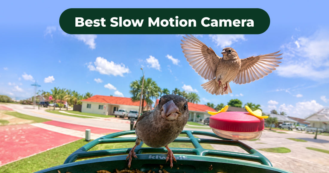 Slow Motion Camera Guide: FPS, Types & Bird Videos