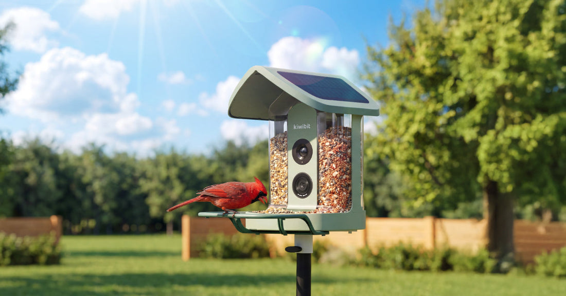 Why a Solar Smart Bird Feeder with Camera Is the Best Spring Upgrade for Your Backyard