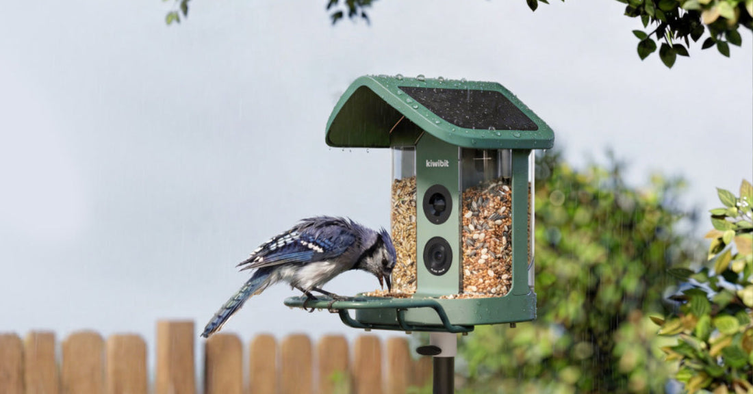 4K Clarity & AI Brains: Why Kiwibit Bird Feeder 2 is the Ultimate Tech Upgrade for Your Garden