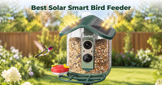 Solar Smart Bird Feeder: Which Features Will You Actually Use?