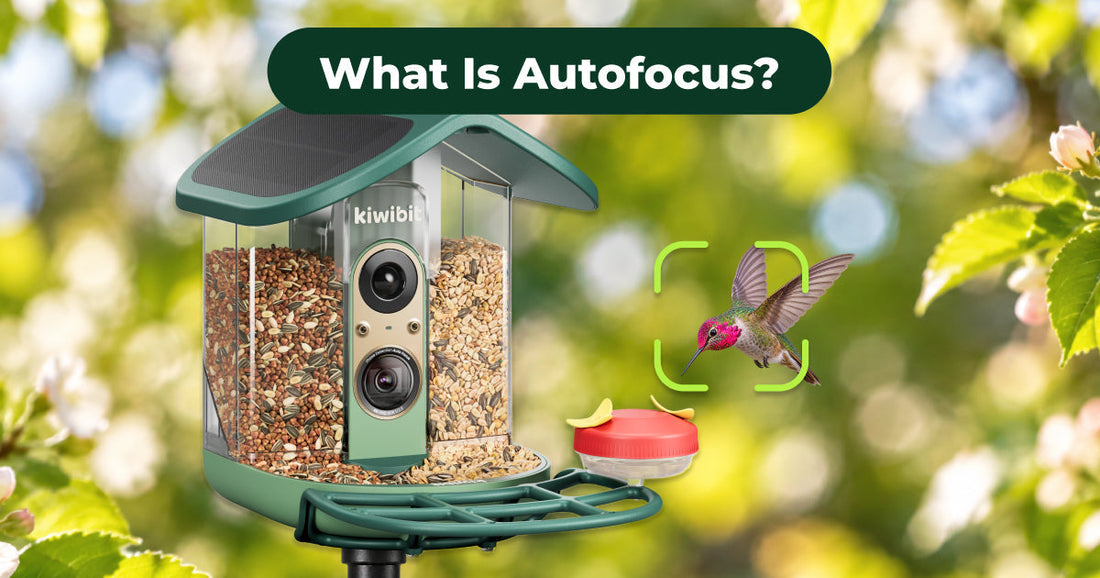 What Is Autofocus in a Camera? A Detailed AF Guide
