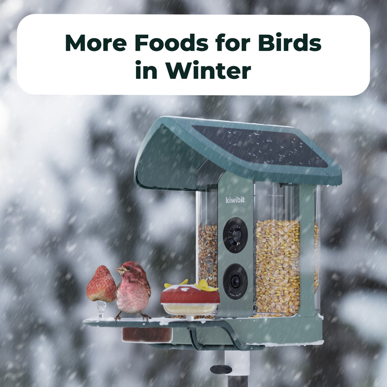 Kiwibit Smart Bird Feeder – Complete DIY Accessory Kit