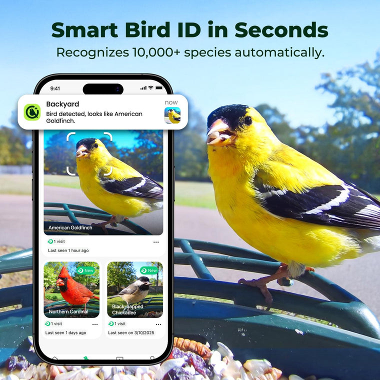 Kiwibit Bird Feeder 4K AI Camera