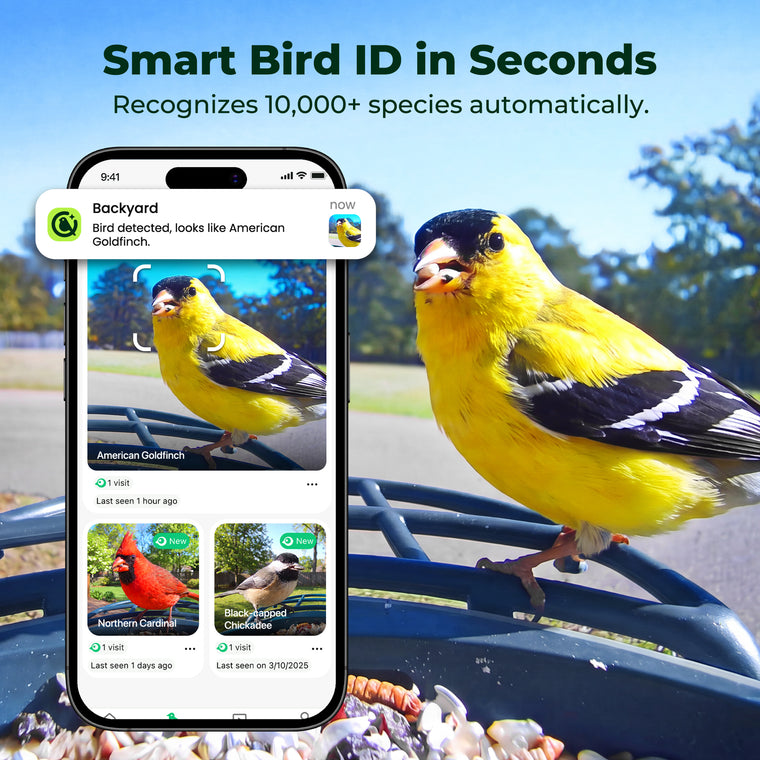 Kiwibit Bird Feeder 2 4K AI Camera with Solar Panel (Blue)